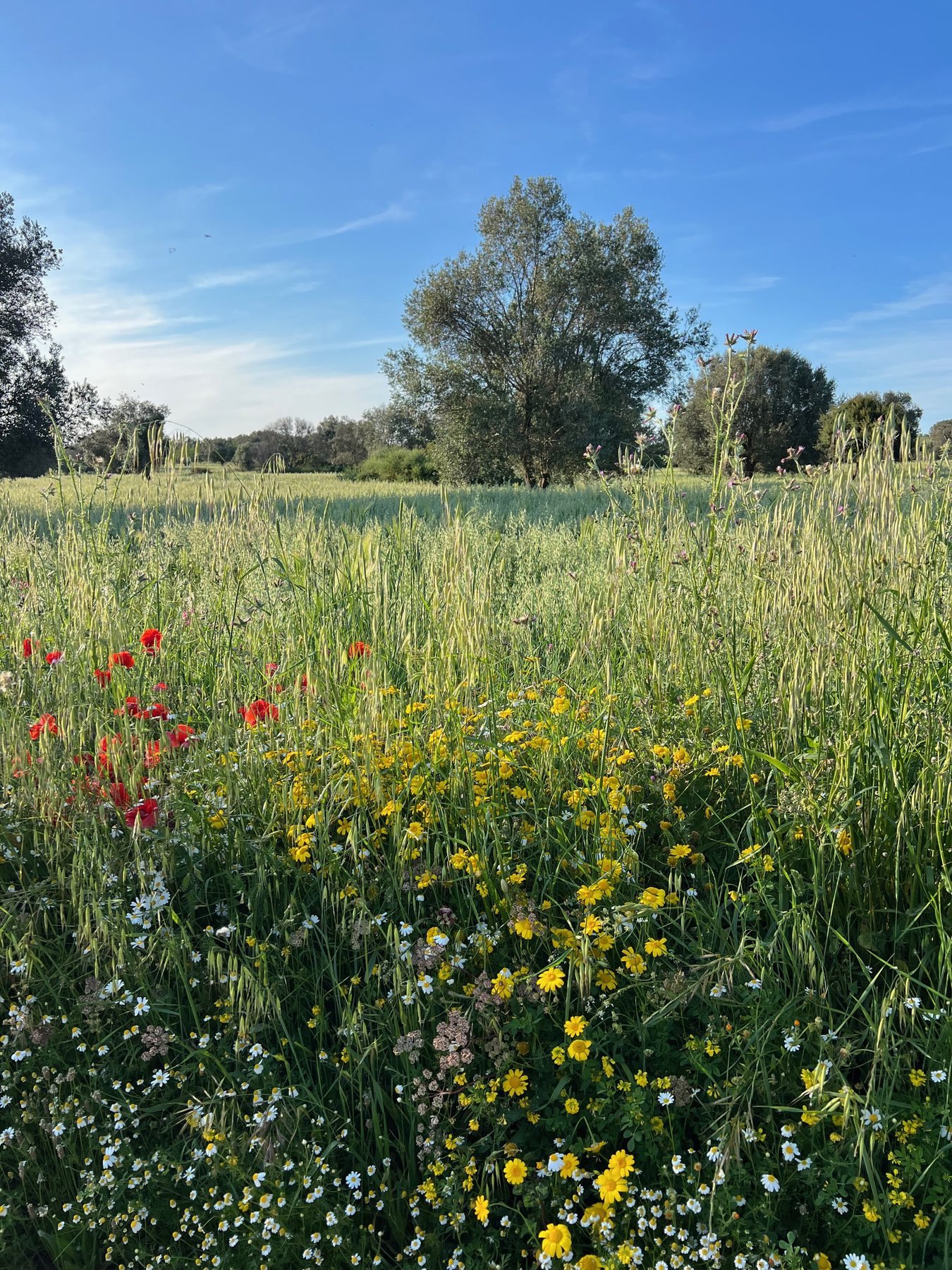 Bloemen en olijfbomen in het groene voorjaarslandschap van Puglia.